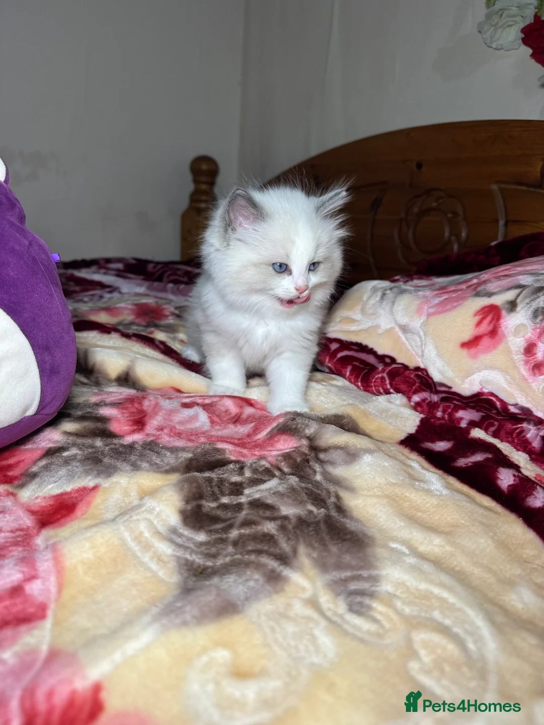 Ragdoll cats for sale: 5 Beautiful blue eyed pure ragdolls - Advert 9