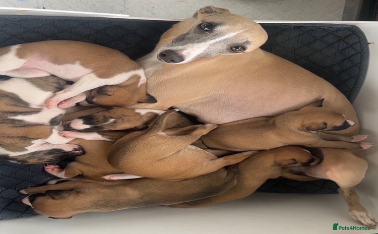 Whippet dogs - Advert 2