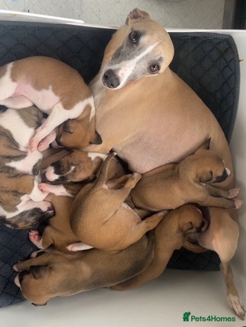 Whippet dogs - Advert 1