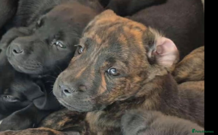 Mixed Breed dogs - Advert 2