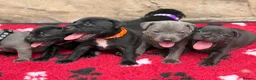 Staffordshire Bull Terrier dogs for sale: KC Health Tested Staffordshire Bull Terriers - Advert 7