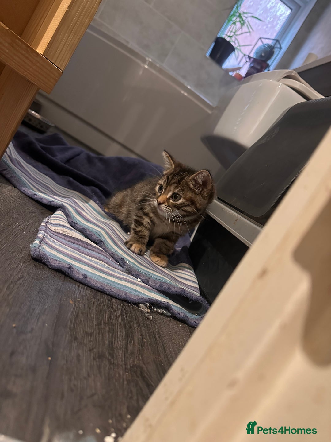 Mixed Breed cats for sale: Chubby tabby girl - Advert 3