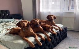 Hungarian Vizsla dogs for sale:   ⚜️Hungarian Vizsla puppies⚜️ - Image 17