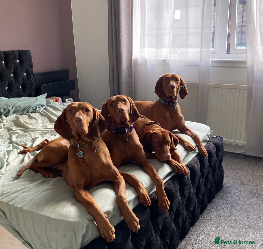 Hungarian Vizsla dogs for sale:   ⚜️Hungarian Vizsla puppies⚜️ - Image 17