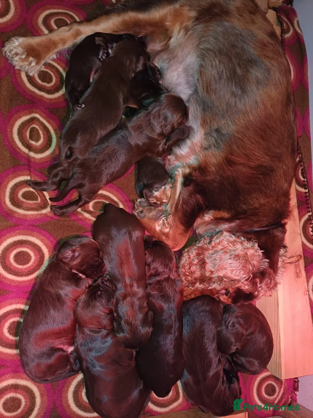Cocker Spaniel dogs for sale: Show Cocker X Working Cocker Puppies For Sale.  - Advert 4