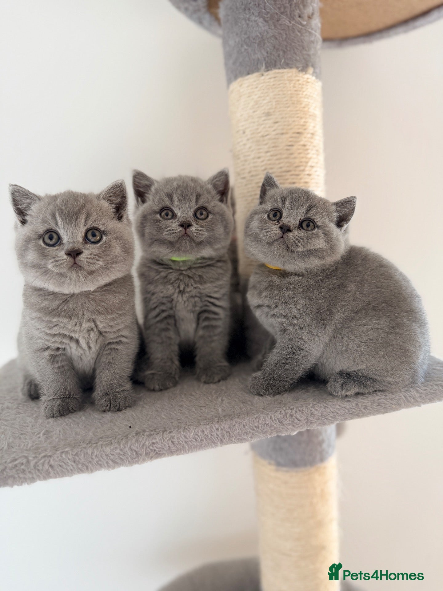 British Shorthair cats 👑 Stunning British Shorthair Kittens with GCCF 🐾 - Advert 2
