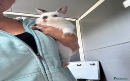 Netherland Dwarf rabbits for sale: Cuddly ‘Dobby’ looking for his forever home  - Image 4