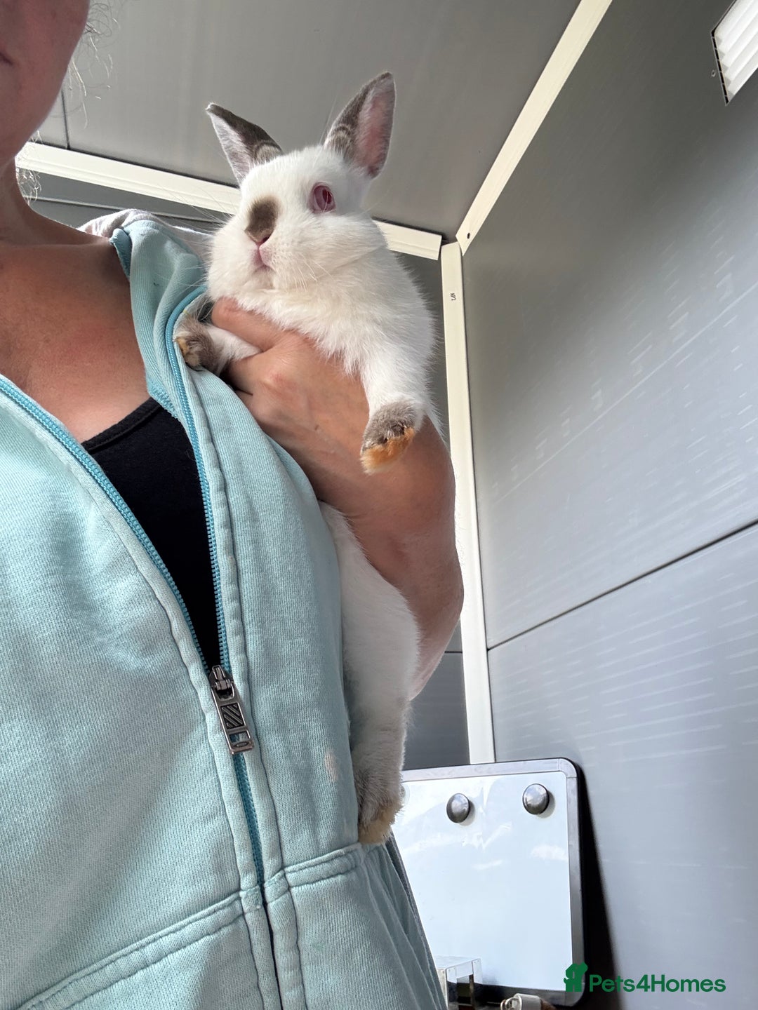 Netherland Dwarf rabbits for sale: Cuddly ‘Dobby’ looking for his forever home  - Image 4
