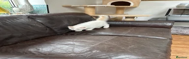 Ragdoll 2