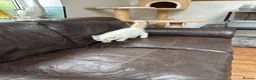 Ragdoll cats for sale: Ragdoll x kittens - Advert 3