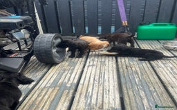 Cocker Spaniel dogs for sale: KC Working Cocker Spaniels available now - Image 16