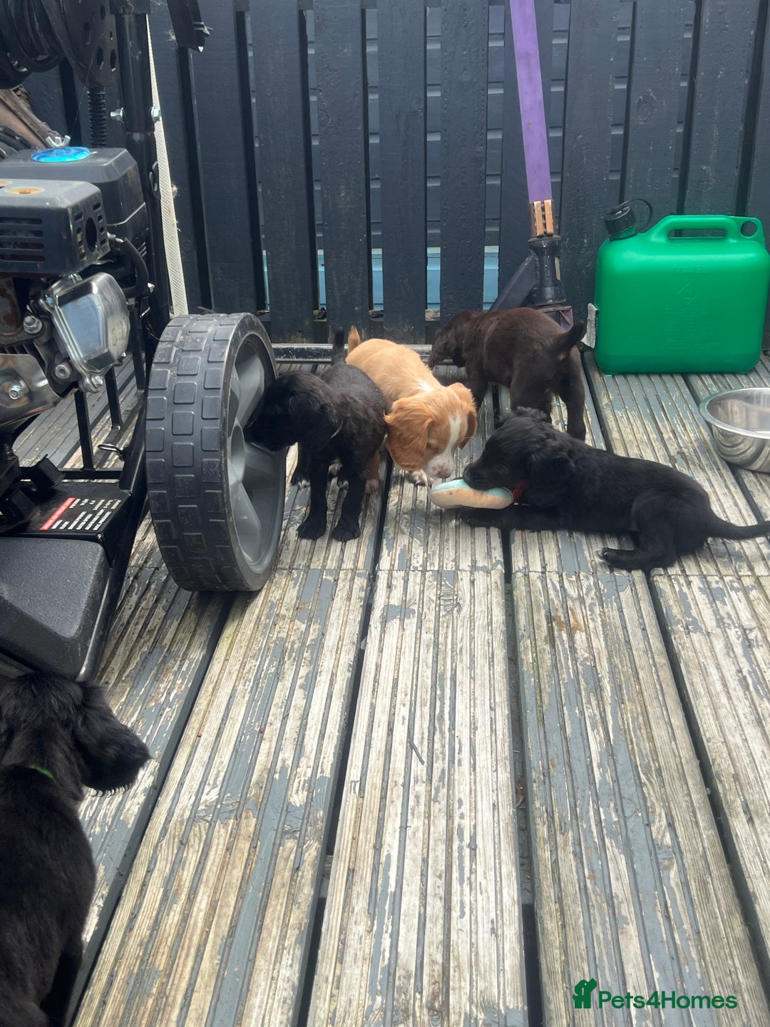 Cocker Spaniel dogs for sale: KC Working Cocker Spaniels available now - Image 16
