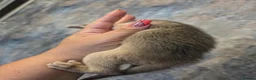 Abyssinian cats for sale: Abyssinian Kittens From Champion Bloodlines - Advert 15