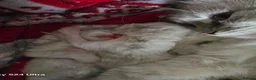 Siberian cats for sale: Beautiful GCCF Neva Masquerade Girl – Figa - Advert 1