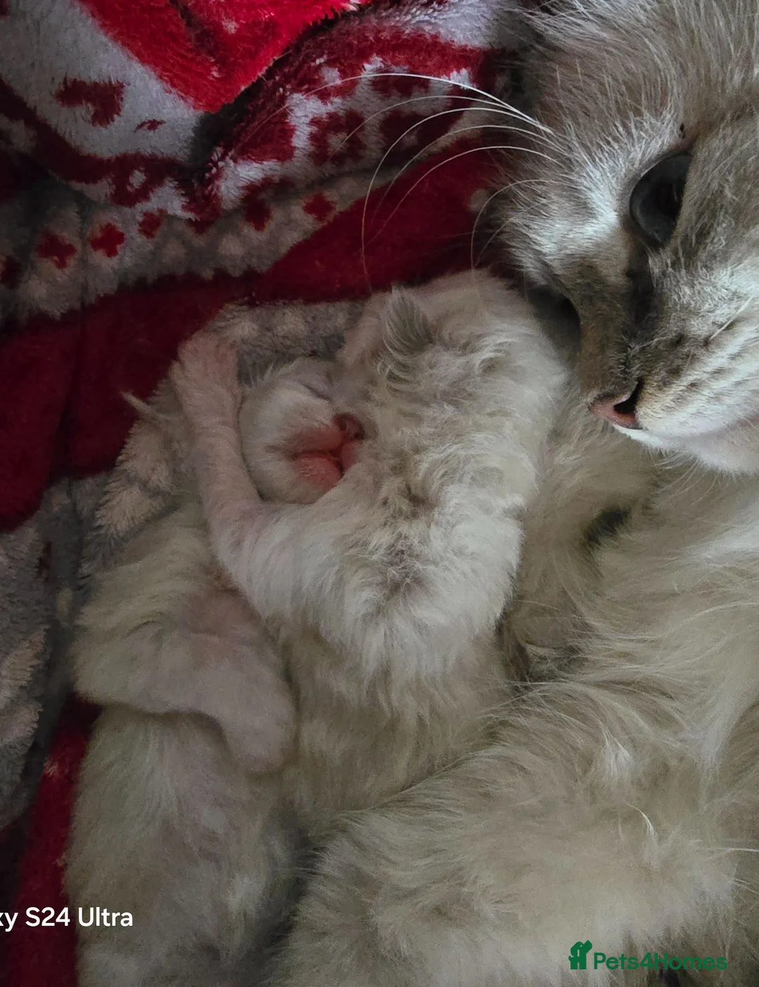 Siberian cats for sale: Beautiful GCCF Neva Masquerade Girl – Figa - Advert 1