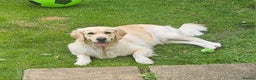 Golden Retriever dogs for sale: 5* Golden retriver puppies - Advert 13