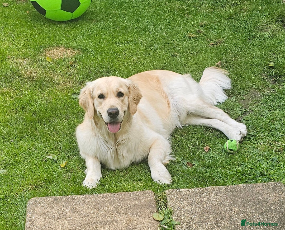 Golden Retriever dogs for sale: 5* Golden retriver puppies - Advert 13