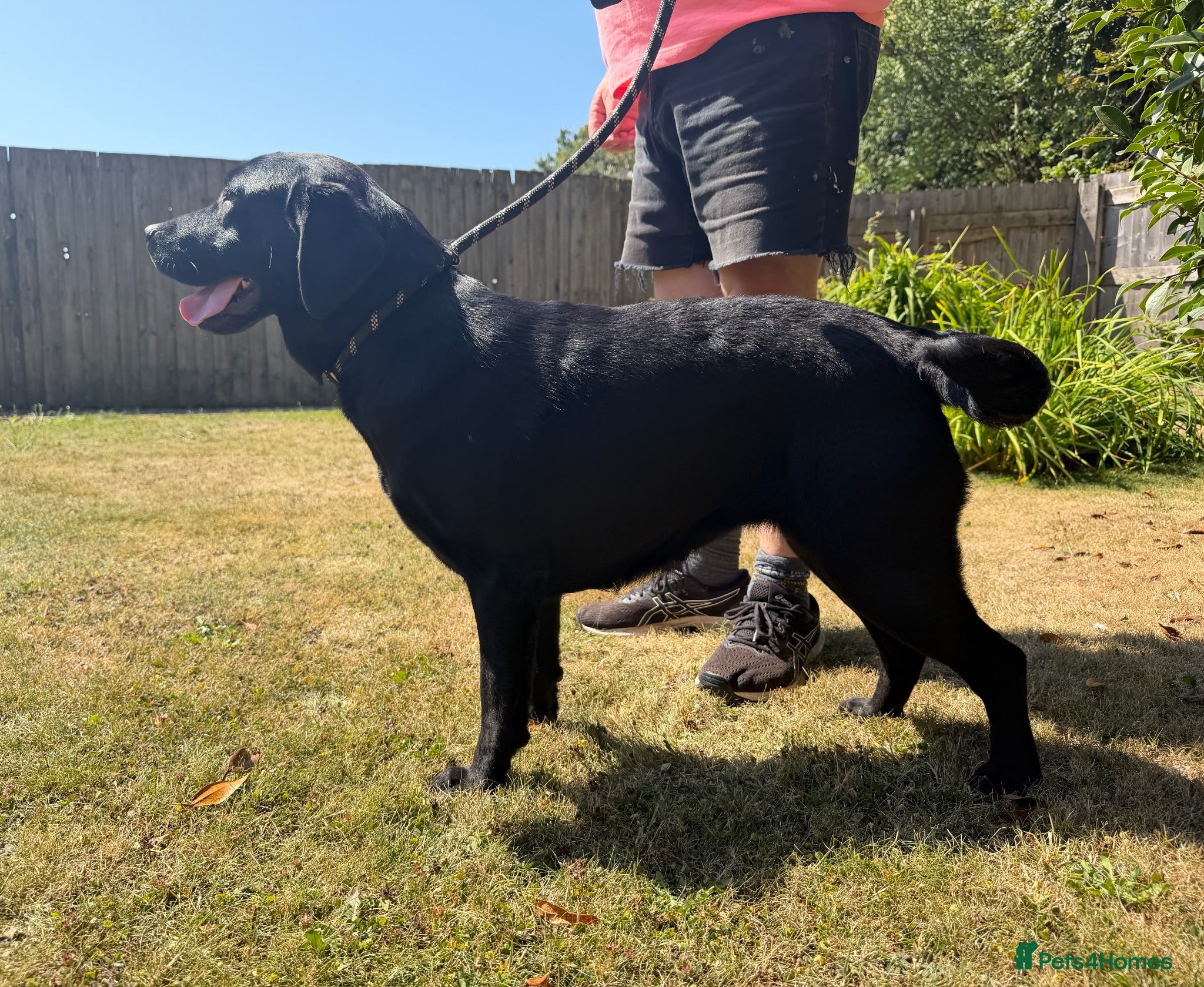 Labrador Retriever dogs for sale: Adult - Quality KC Reg Labrador Retriever Bitch  - Advert 1