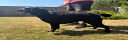 Labrador Retriever dogs for sale: Adult - Quality Labrador Retriever Bitch  - Advert 1