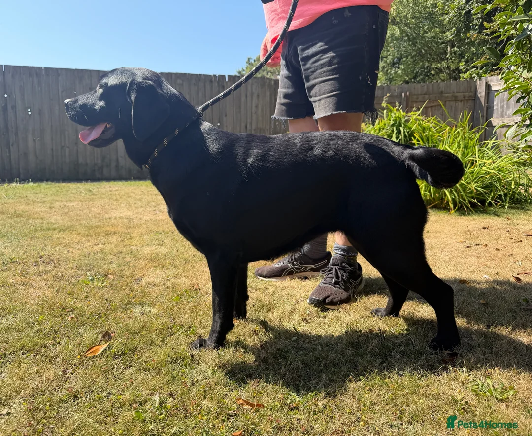 Labrador Retriever dogs for sale: Adult - Quality Labrador Retriever Bitch  - Advert 1