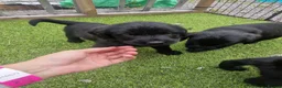 Mixed Breed dogs for sale: Giant schnauzer x Labrador puppies  - Advert 15
