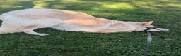 German Shepherd dogs for sale: Zeus white & Gold German shepherd - Advert 5