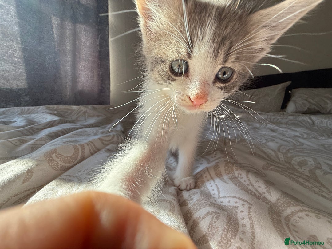 Mixed Breed cats for sale: 3 beautiful kittens available - Image 21