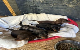 Dachshund dogs for sale: Miniature dashhounds  - Image 2