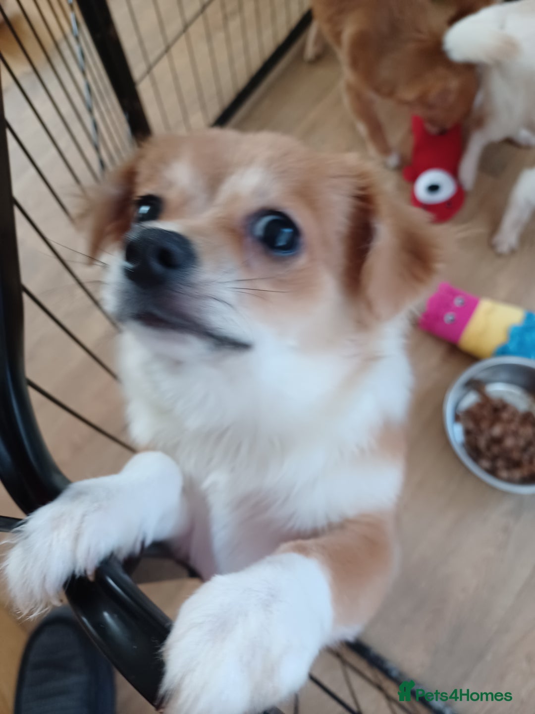 Pomchi dogs for sale: Pomchi's  - Advert 2