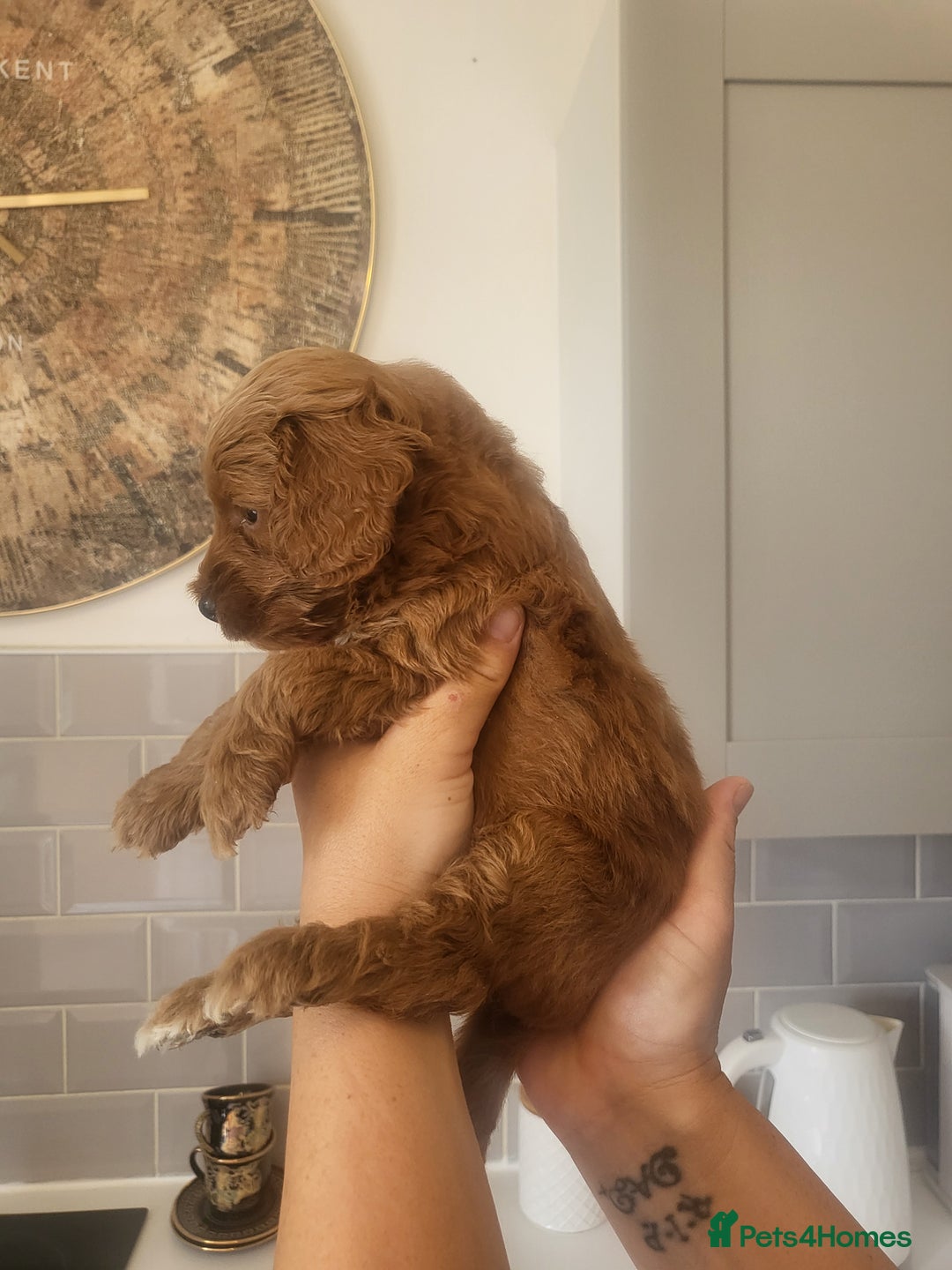 Cockapoo dogs for sale: F1B Cockapoo puppy's x6 stunning colours - Image 13