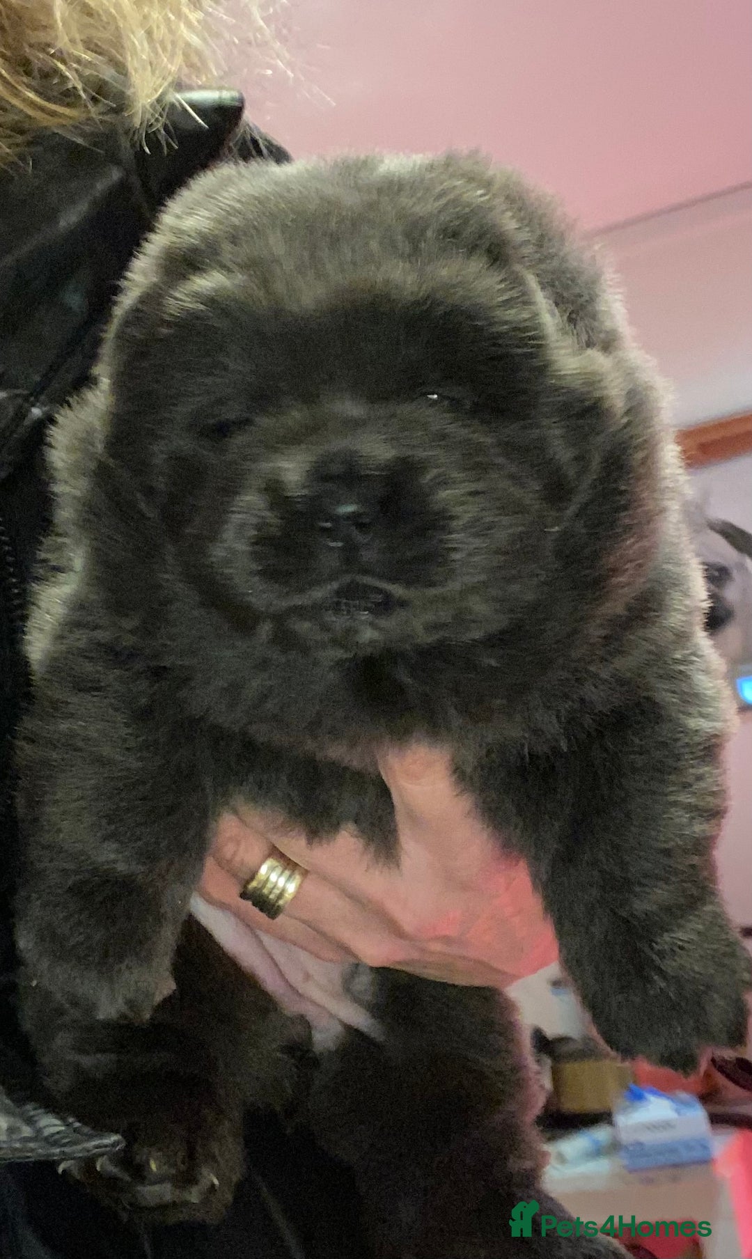 Chow Chow dogs for sale: Stunning kc chow chow  - Advert 16