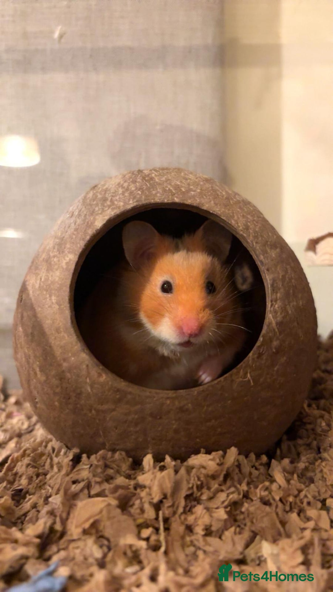 Hamster rodents for sale: Syrian Hamster - Advert 5