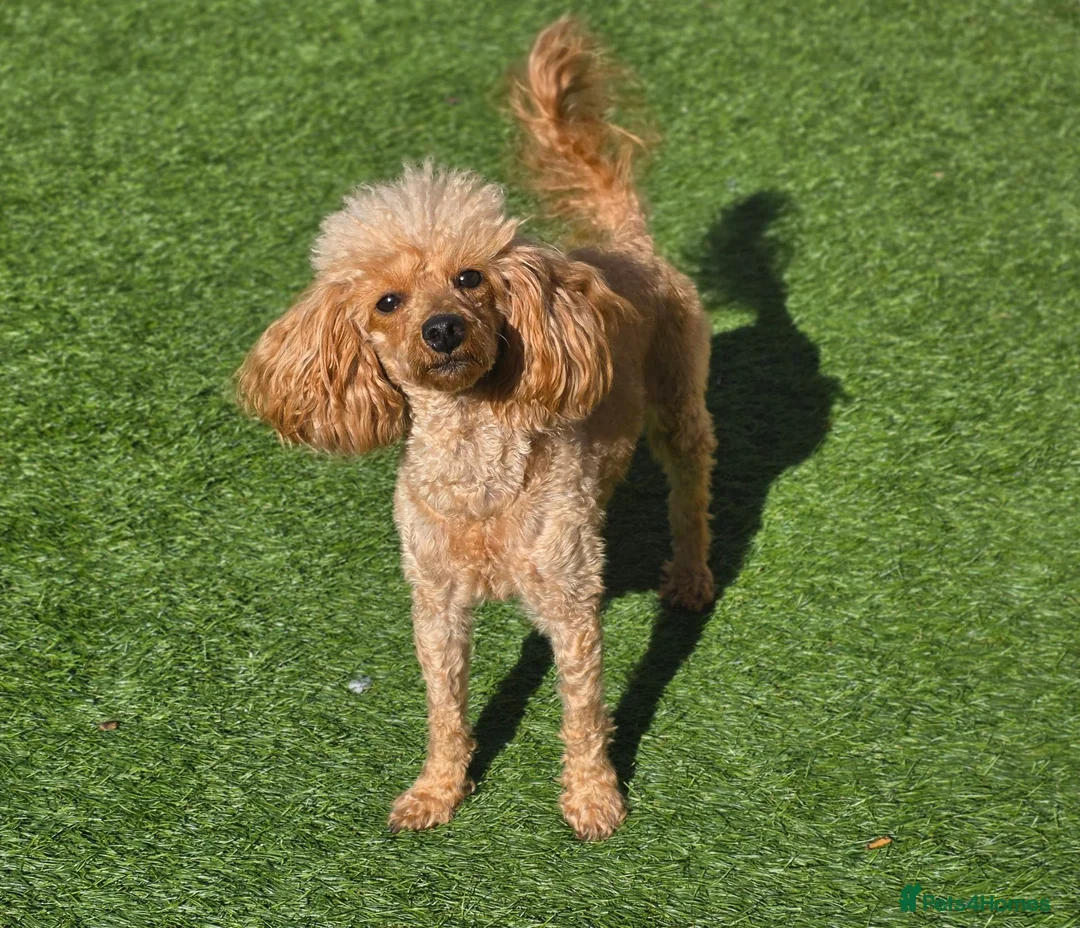 Toy Poodle dogs for sale: Toy Poodle Girl in Motherwell - Advert 2