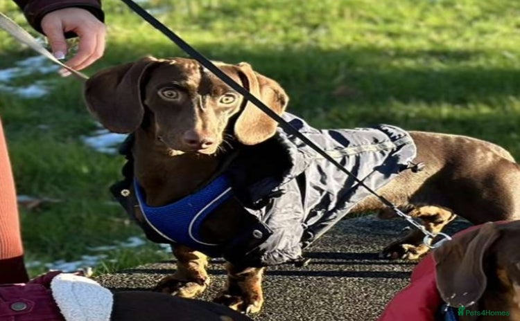 Miniature Dachshund dogs Miniature dachshund stud  - Advert 1