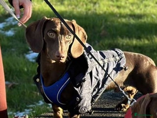 Miniature Dachshund dogs Miniature dachshund stud - Advert 3