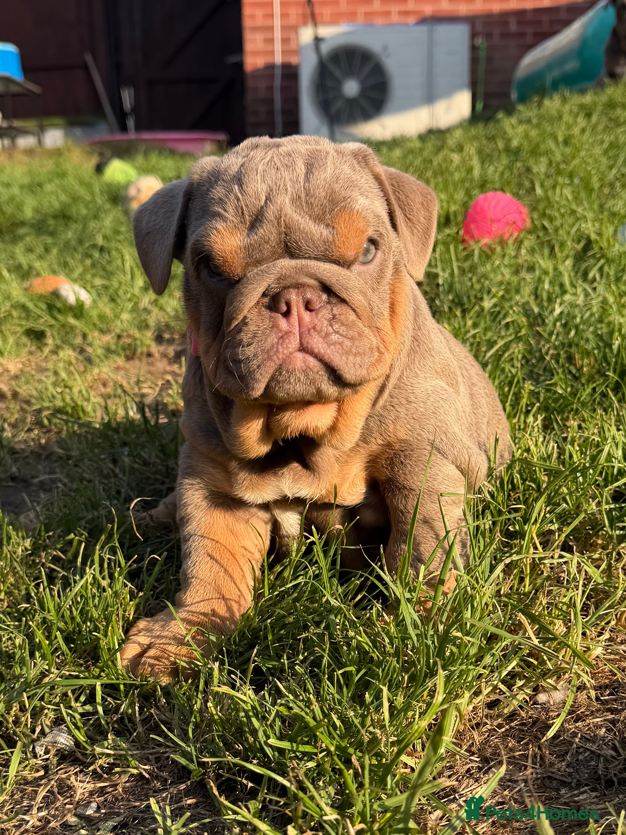 English Bulldog dogs Top Tier KC English Bulldog Puppies🐶 - Advert 2