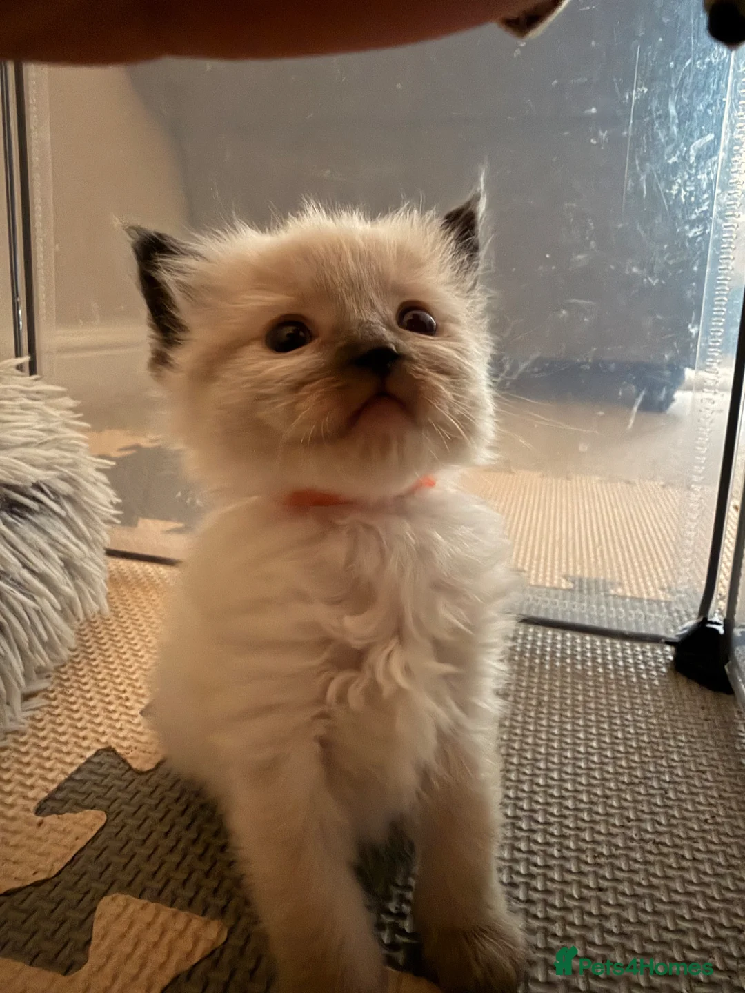 Ragdoll cats for sale: Beautiful fluffy ragdoll babies x - Advert 2