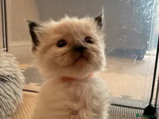 Ragdoll cats Beautiful fluffy ragdoll babies x - Advert 15