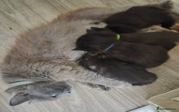 Mixed Breed cats for sale: Gorgeous fluffy chunky little babies  - Image 5