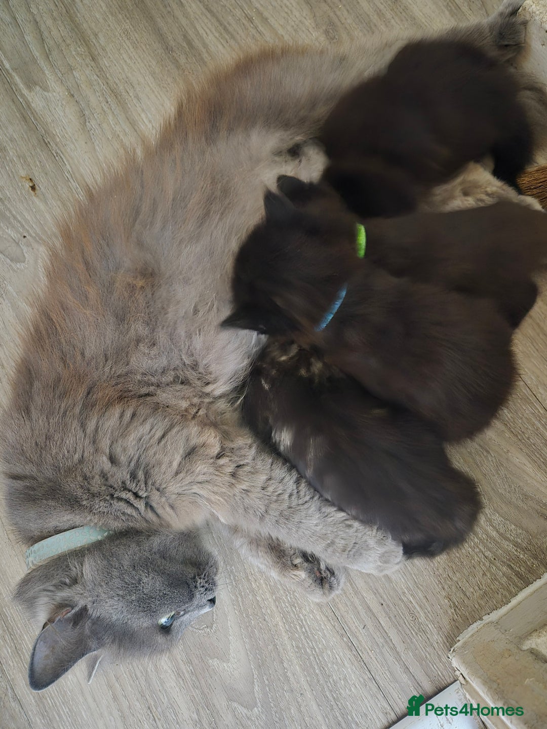 Mixed Breed cats for sale: Gorgeous fluffy chunky little babies  - Image 5