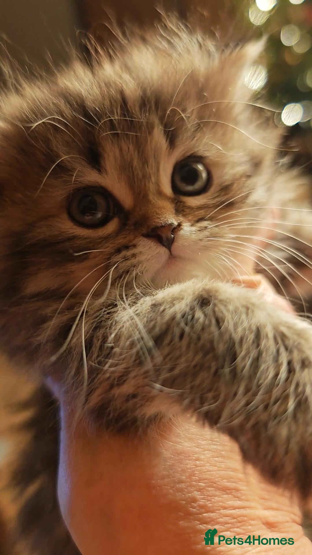 Siberian cats Siberian GCCFxGolden Chinchilla GCCF - Advert 1