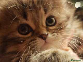 Siberian cats Siberian GCCFxGolden Chinchilla GCCF - Advert 3