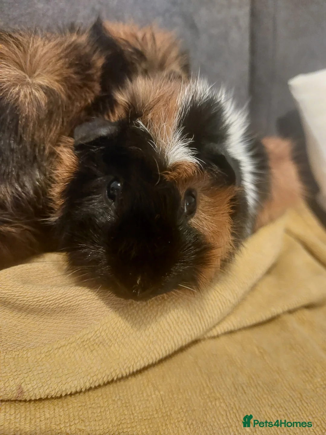 Guinea Pig rodents for sale: Two guinea pig boys for sale  - Advert 2