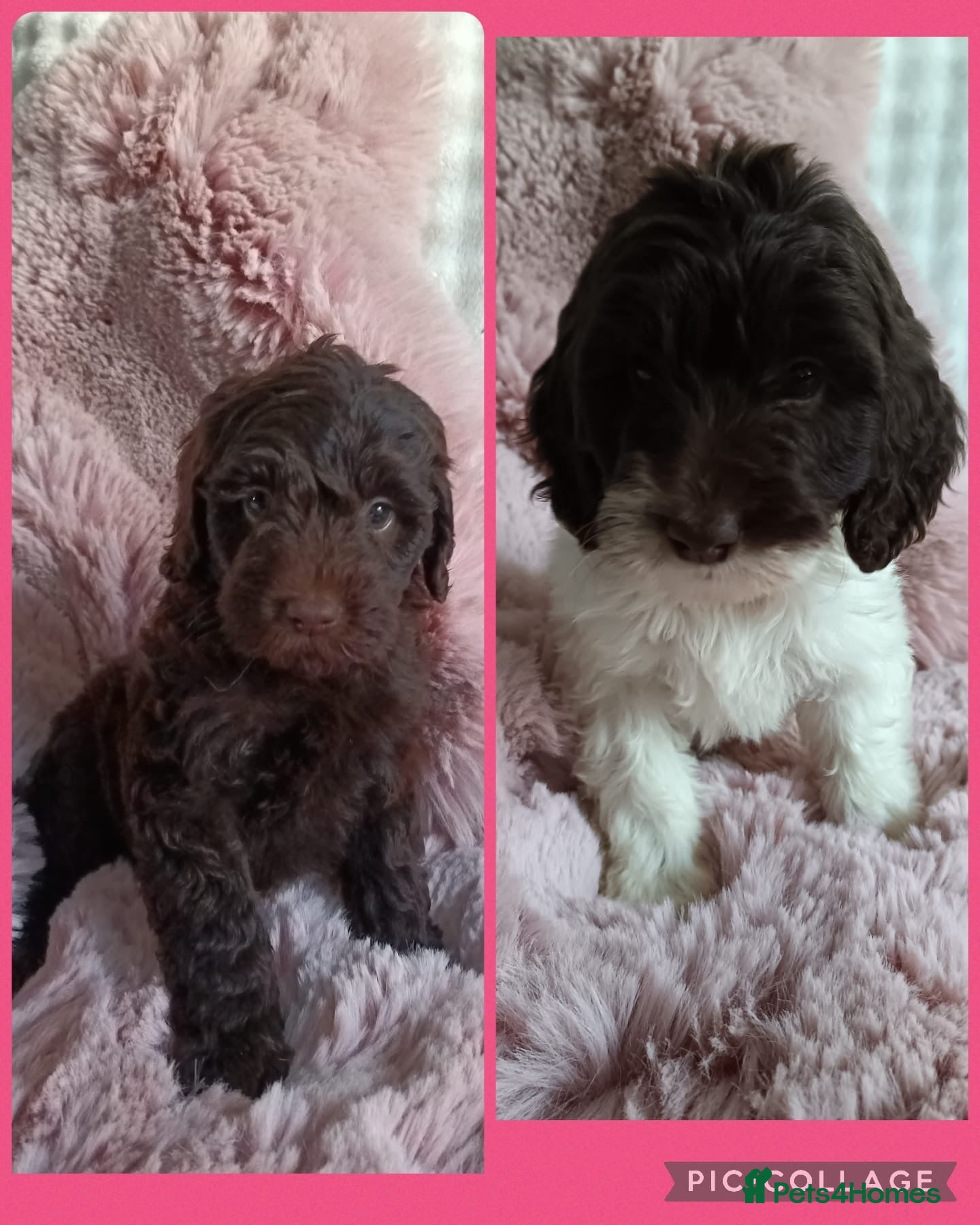 Australian Labradoodle dogs Australian labradoodle puppies READY NOW dna clear - Advert 3