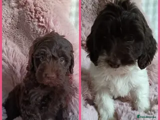 Australian Labradoodle dogs Australian labradoodle puppies READY NOW dna clear - Advert 3