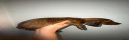 Miniature Dachshund dogs for sale: Stunning full fluffy miniature dachshunds - Advert 3