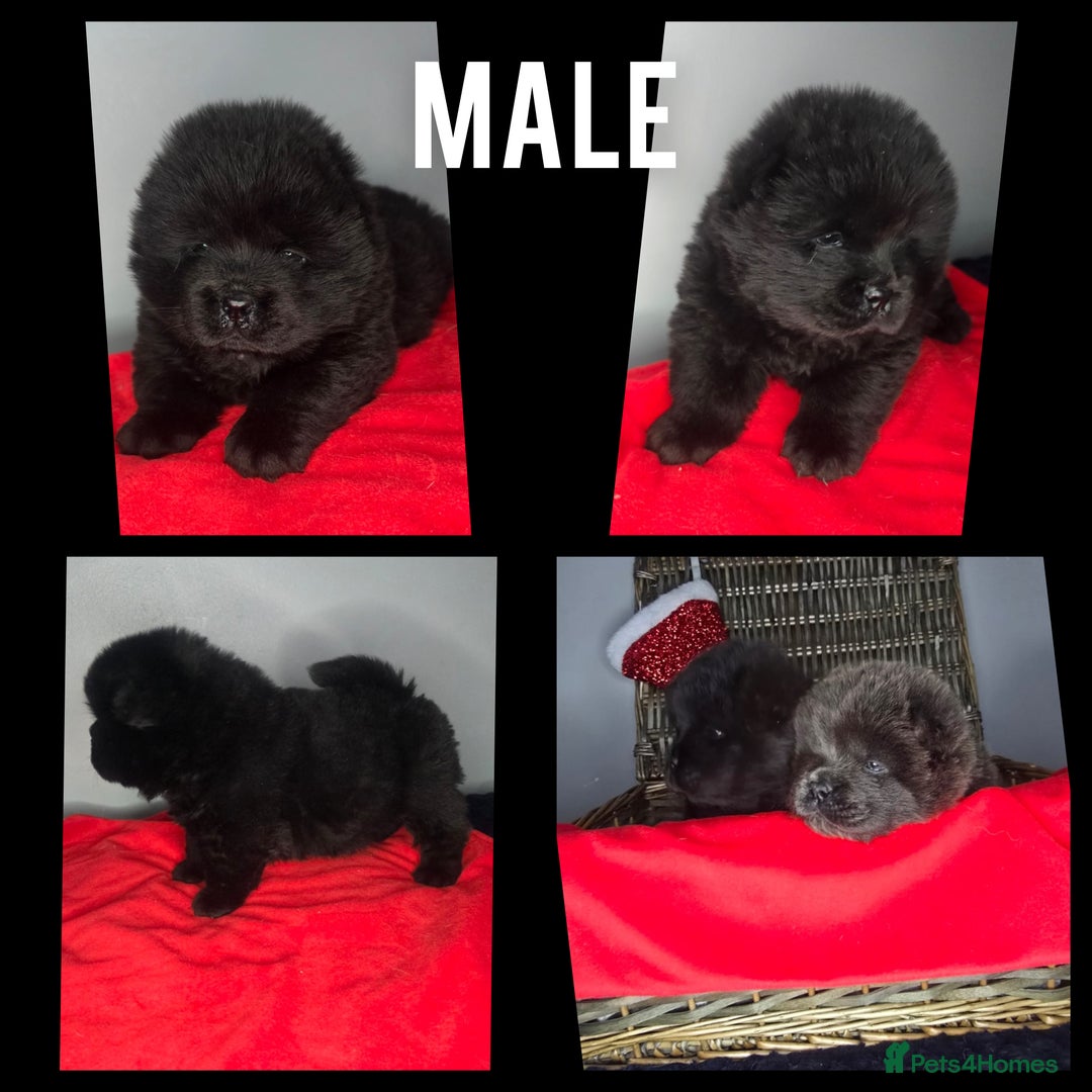 Chow Chow dogs for sale: Beautiful Bear cub CHOW CHOW pups 🐶  - Advert 4
