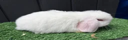 Mini Lop rabbits for sale: Mini lops available ready to leave now  - Advert 4