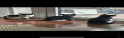 British Shorthair cats for sale: 3 Kittens looking for their forever home  - Advert 3
