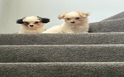 Chinese Crested dogs for sale: Cute Chinese Crested Powder Puffs..  - Image 8